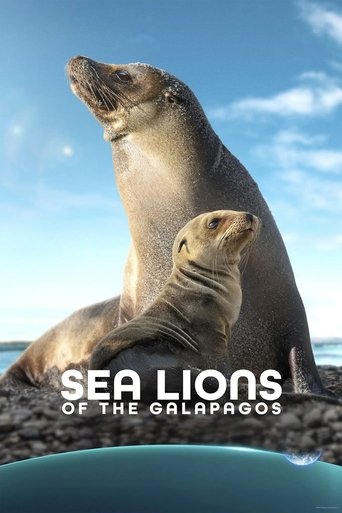 Sea Lions of the Galapagos Poster of Sea Lions of the Galapagos