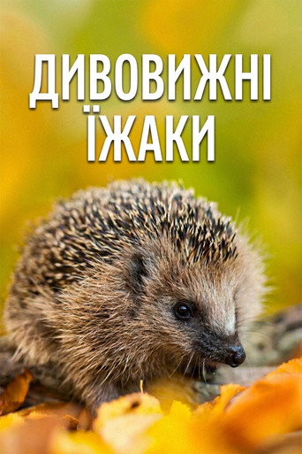 Year of the Hedgehog Poster of Year of the Hedgehog