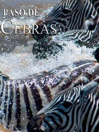 Zebras on the move Poster of Zebras on the move