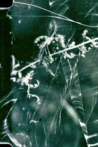 To Live and Die in the Shadows: Ferns, Survival and Horizontal Gene Transfer Poster of To Live and Die in the Shadows: Ferns, Survival and Horizontal Gene Transfer