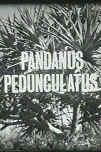 Pandanus Pedunculatus Poster of Pandanus Pedunculatus
