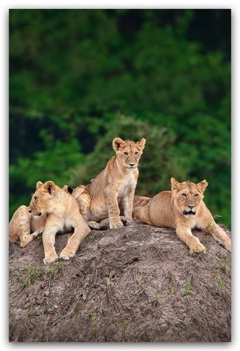 Little Big Cat Poster of Little Big Cat
