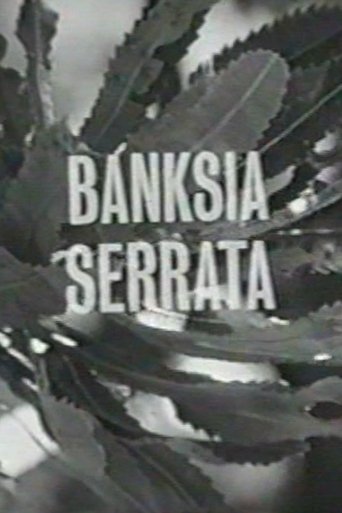 Banksia Serrata Poster of Banksia Serrata