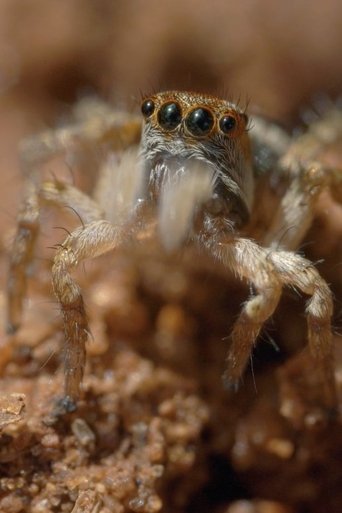 The World According to Jumping Spiders Poster of The World According to Jumping Spiders