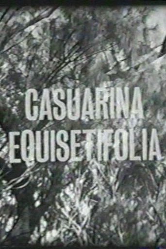 Casuarina Equisetifolia Poster of Casuarina Equisetifolia