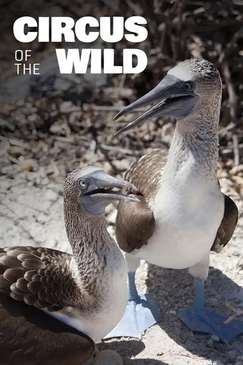 Witzig und wild - Die kuriosen Seiten der Tiere Poster of Witzig und wild - Die kuriosen Seiten der Tiere