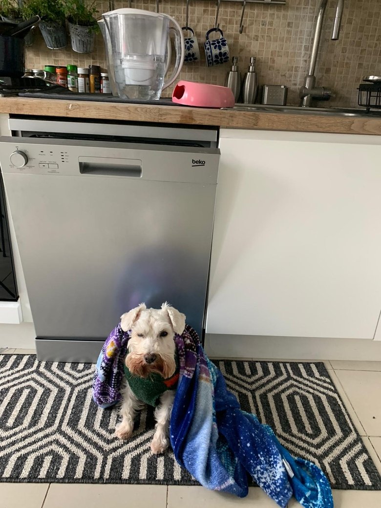 A Dogs Day Poster of A Dogs Day