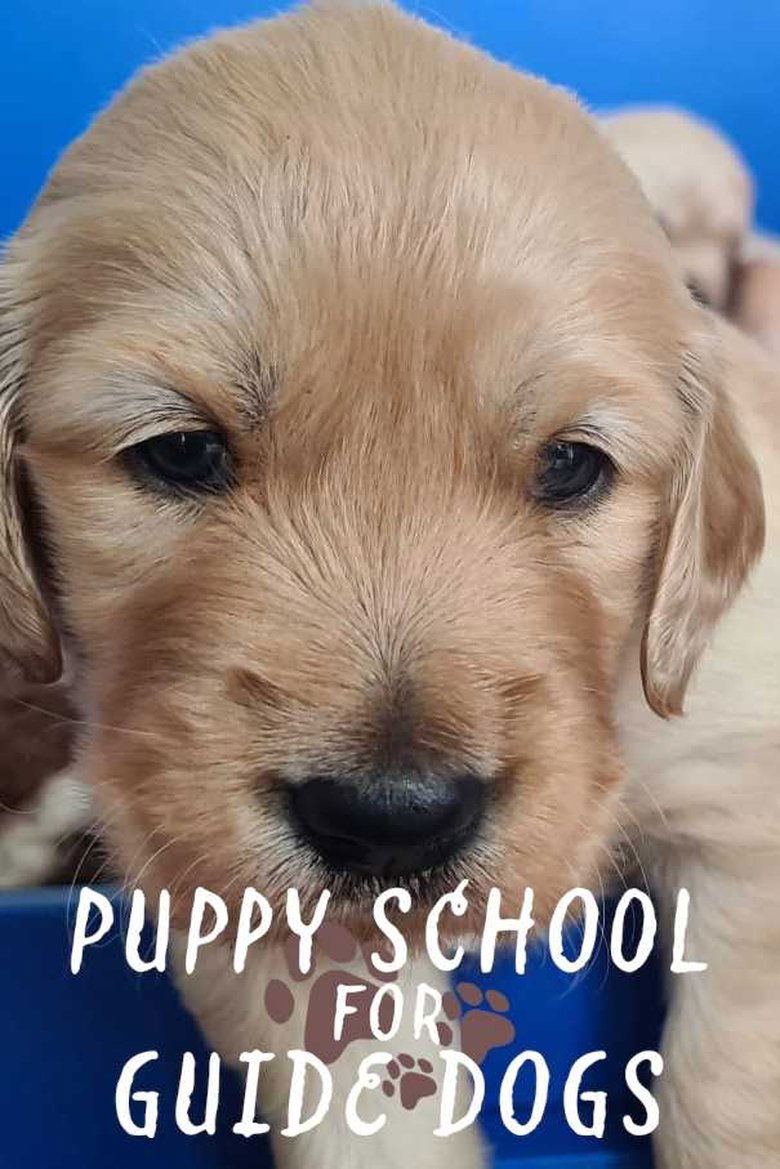 Episodes in Puppy School For Guide Dogs - Series 1 - Series 1 Poster of Episodes in Puppy School For Guide Dogs - Series 1 - Series 1