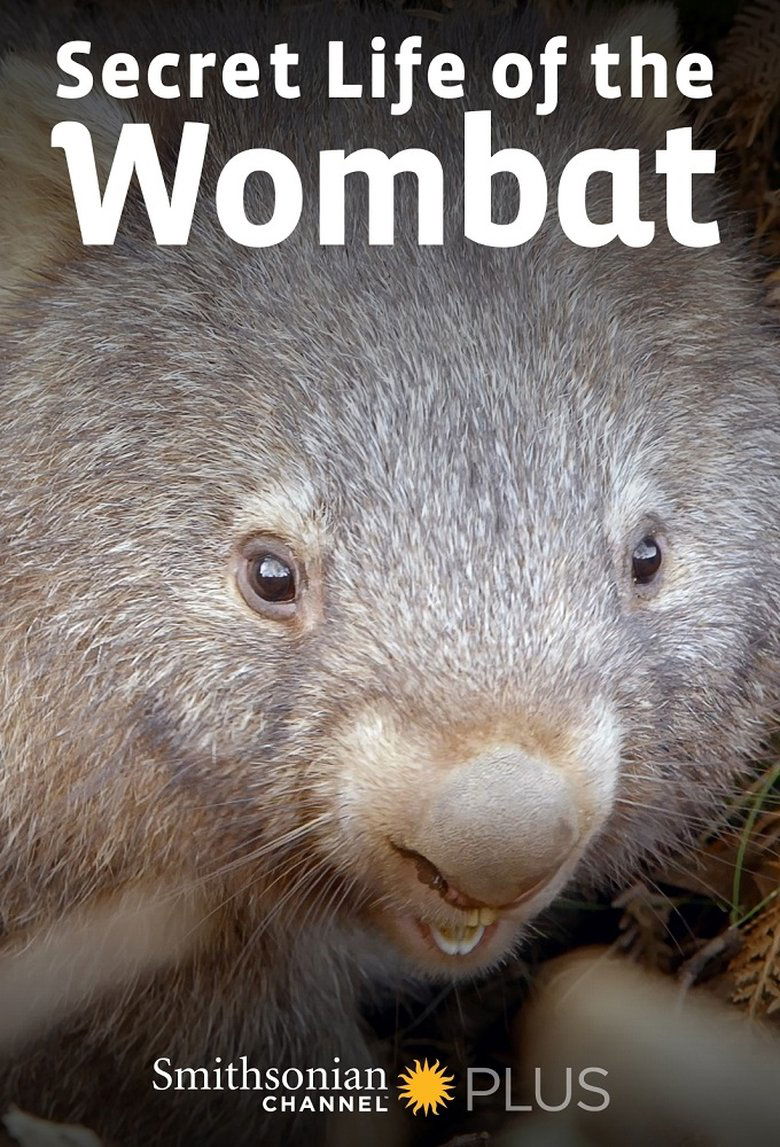 Secret Life of the Wombat Poster of Secret Life of the Wombat