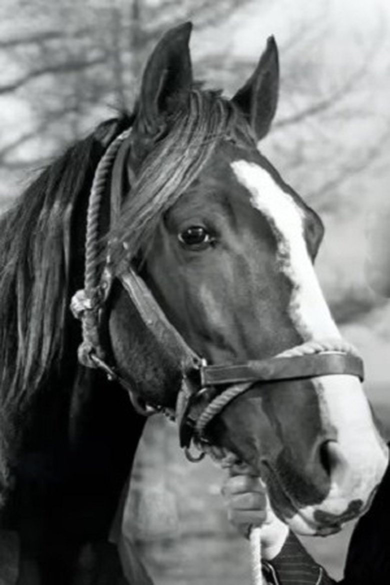 Champion Jr. Portrait of Champion Jr.