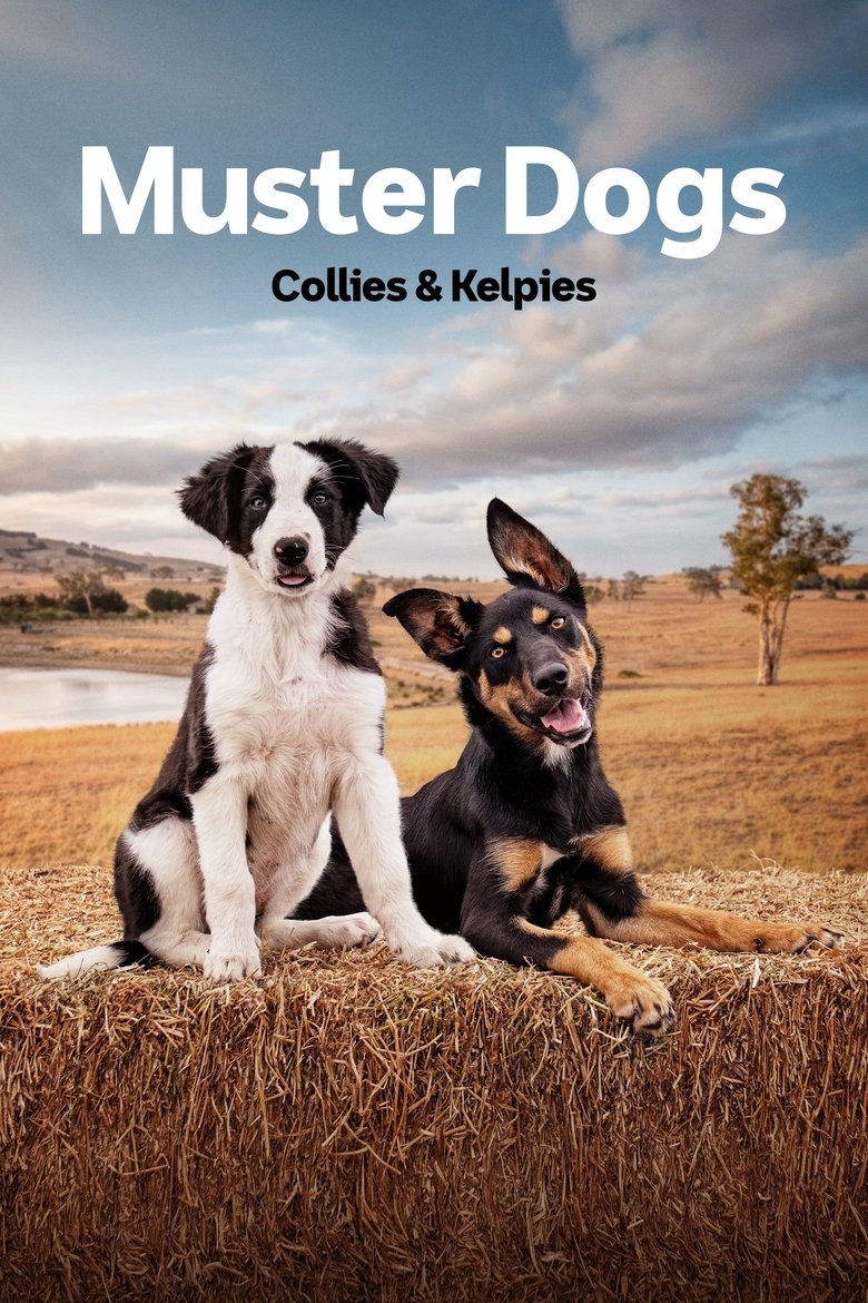 Episodes in Muster Dogs - Collies & Kelpies - Collies & Kelpies Poster of Episodes in Muster Dogs - Collies & Kelpies - Collies & Kelpies
