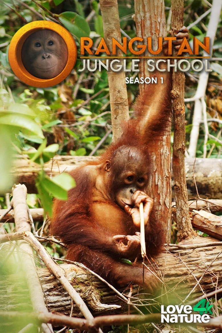 Episodes in Orangutan Jungle School - Season 1 - Season 1 Poster of Episodes in Orangutan Jungle School - Season 1 - Season 1