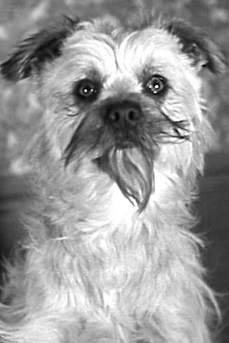 Laughing Gravy Portrait of Laughing Gravy