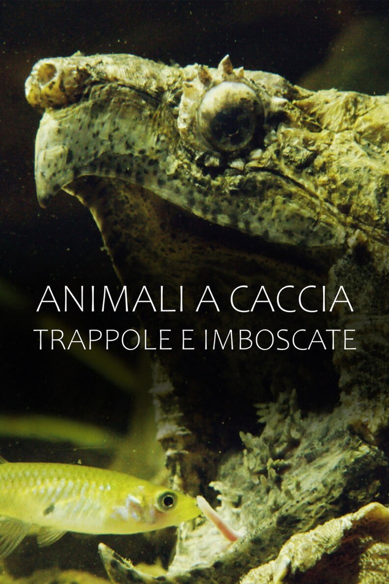 Animali a caccia: trappole e imboscate Poster of Animali a caccia: trappole e imboscate