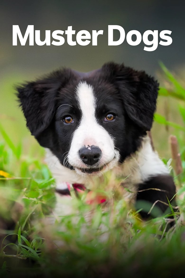 Episodes in Muster Dogs - Australian Border Collie pups - Australian Border Collie pups Poster of Episodes in Muster Dogs - Australian Border Collie pups - Australian Border Collie pups