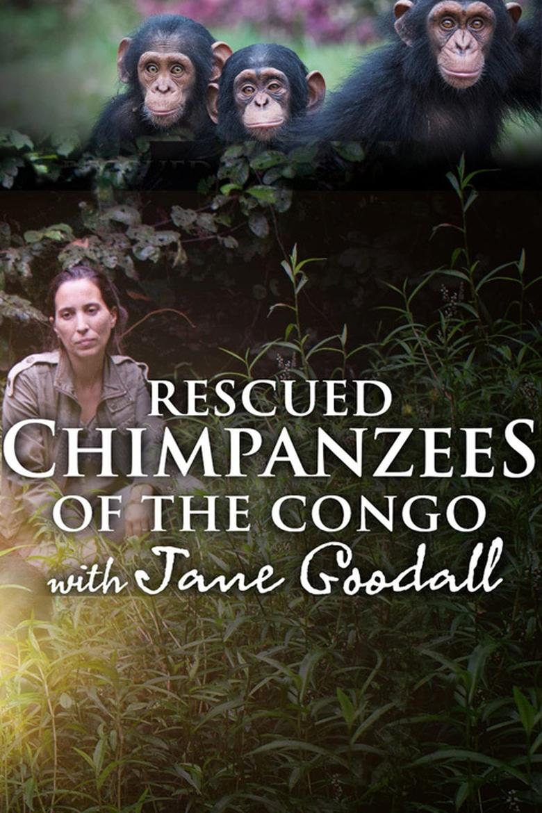 Rescued Chimpanzees of the Congo with Jane Goodall Poster of Rescued Chimpanzees of the Congo with Jane Goodall