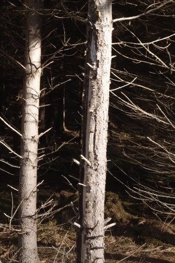 Poster of Recreational Forest