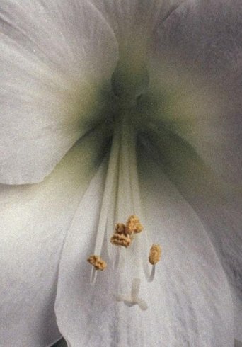 Amaryllis - A Study Poster of Amaryllis - A Study