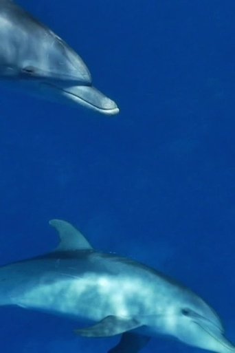 Poster of Meditate like a Dolphin