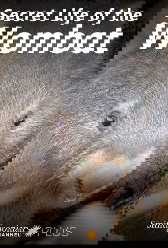 Secret Life of the Wombat Poster of Secret Life of the Wombat