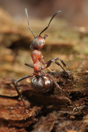 Poster of Fabulous Insects - Ants