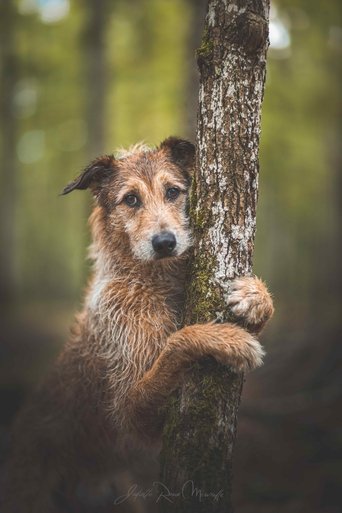 Portrait of Kodi