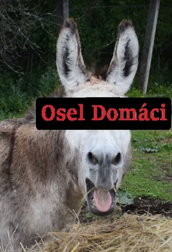 Poster of Osel domácí