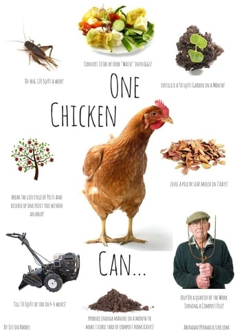 Poster of Permaculture Chickens