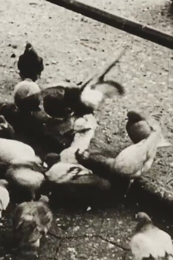 Poster of The Aviary (Short Sound Version)