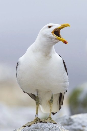 Portrait of Sully Seagull