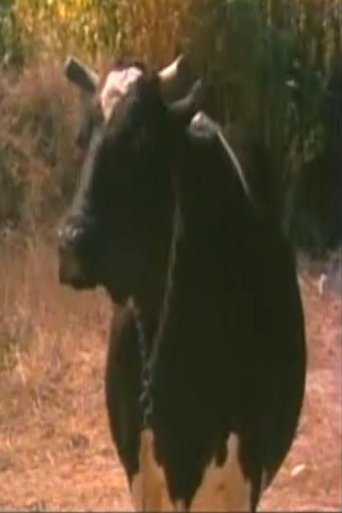 Portrait of Mercan