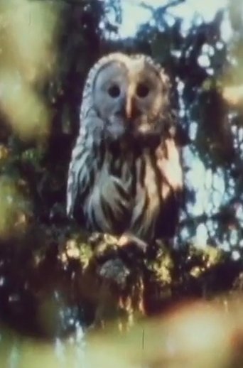 Poster of Cry, Beloved Land