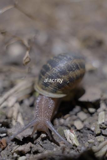 Poster of Alacrity