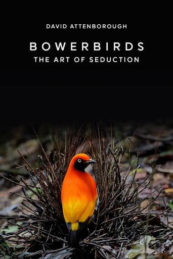 Poster of Bowerbirds: The Art of Seduction