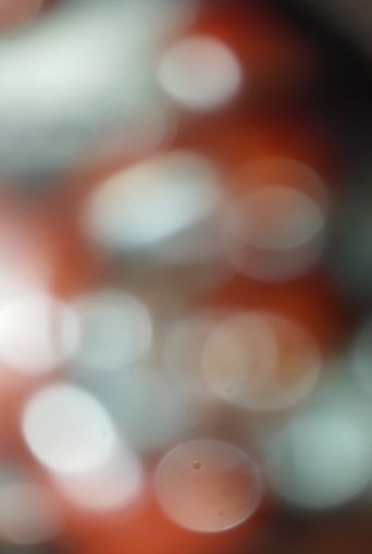 Buddha Poster of Buddha