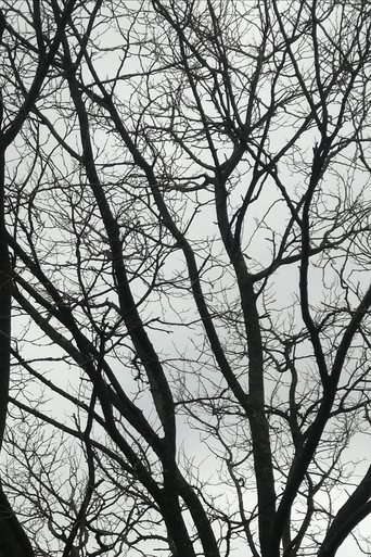 Poster of Tree Limbs