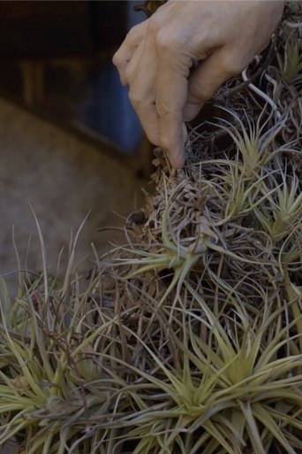 Poster of Air Carnations