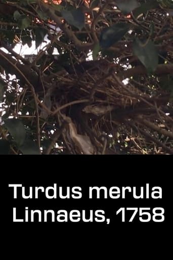 Poster of Turdus merula Linnaeus, 1758