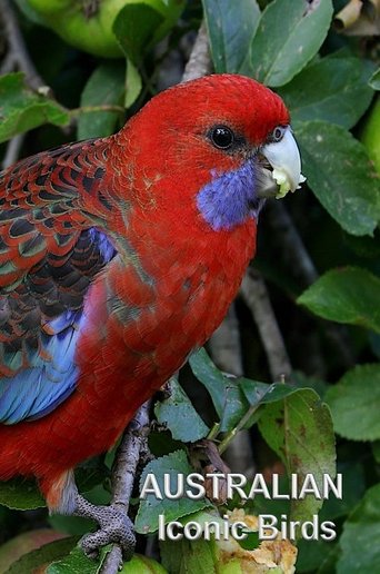Poster of Australian Iconic Birds