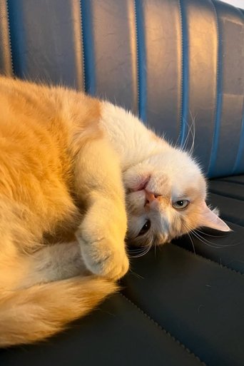 Portrait of Osman The Cat