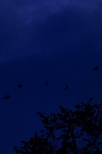 Poster of murmurations