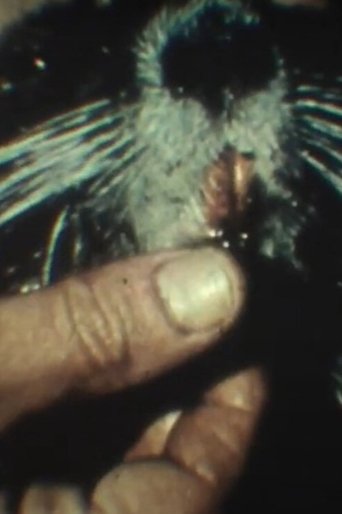 Poster of Fauna sudamericana N° 9: Nutria