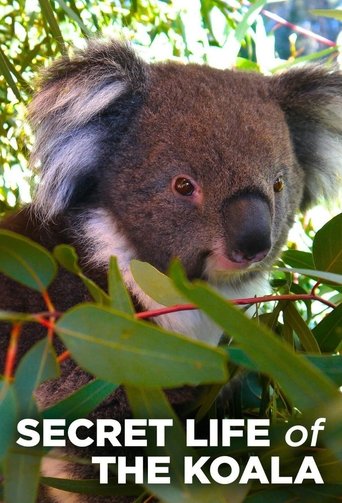 Secret Life of the Koala Poster of Secret Life of the Koala