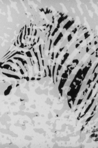 Poster of Zebra