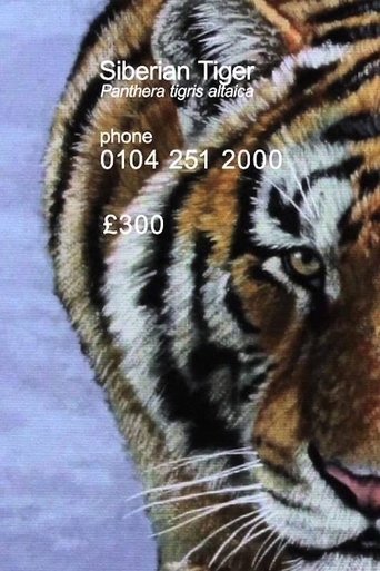 Poster of Siberian Tiger