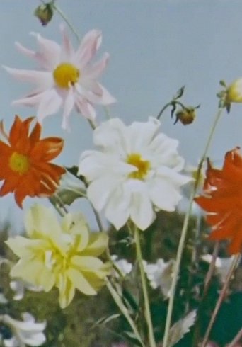 Poster of Spring Comes to Kashmir