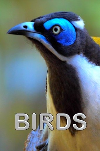 Birds Poster of Birds