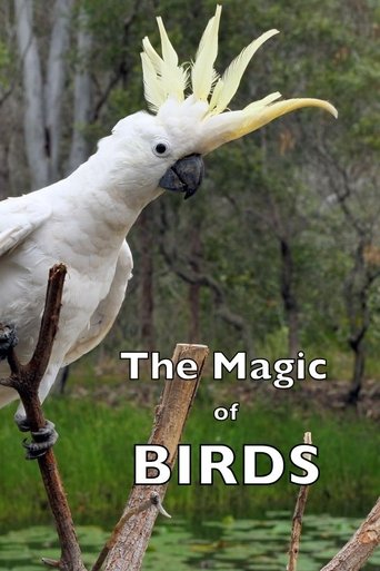 The Magic of BIRDS Poster of The Magic of BIRDS