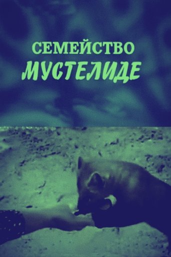Poster of The Mustelidae Family