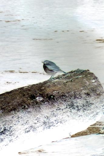 Portrait of Hermit Thrush